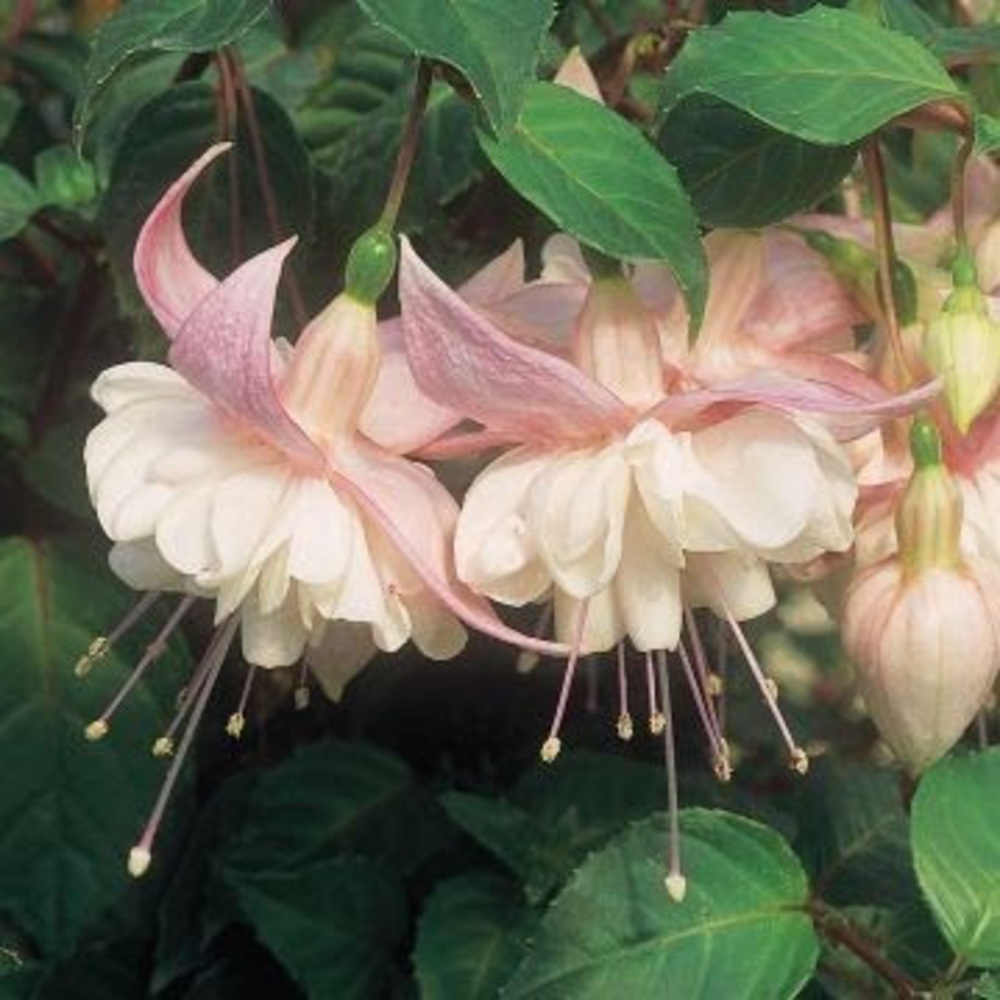 Meet your Posher, Mackenzie